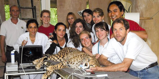 Le Wildlife Cardiology Group  réunit les équipes de la Ménagerie du jardin des Plantes et celle de l’Unité de Cardiologie d’Alfort (UCA) dirigées respectivement par le Dr. Norin Chaï et le Pr. Valérie Chetboul, ainsi que le Dr. Thierry Petit (Zoo la Palmyre). 